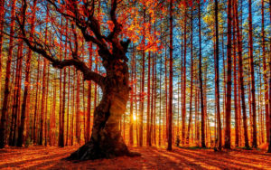 foret-automne
